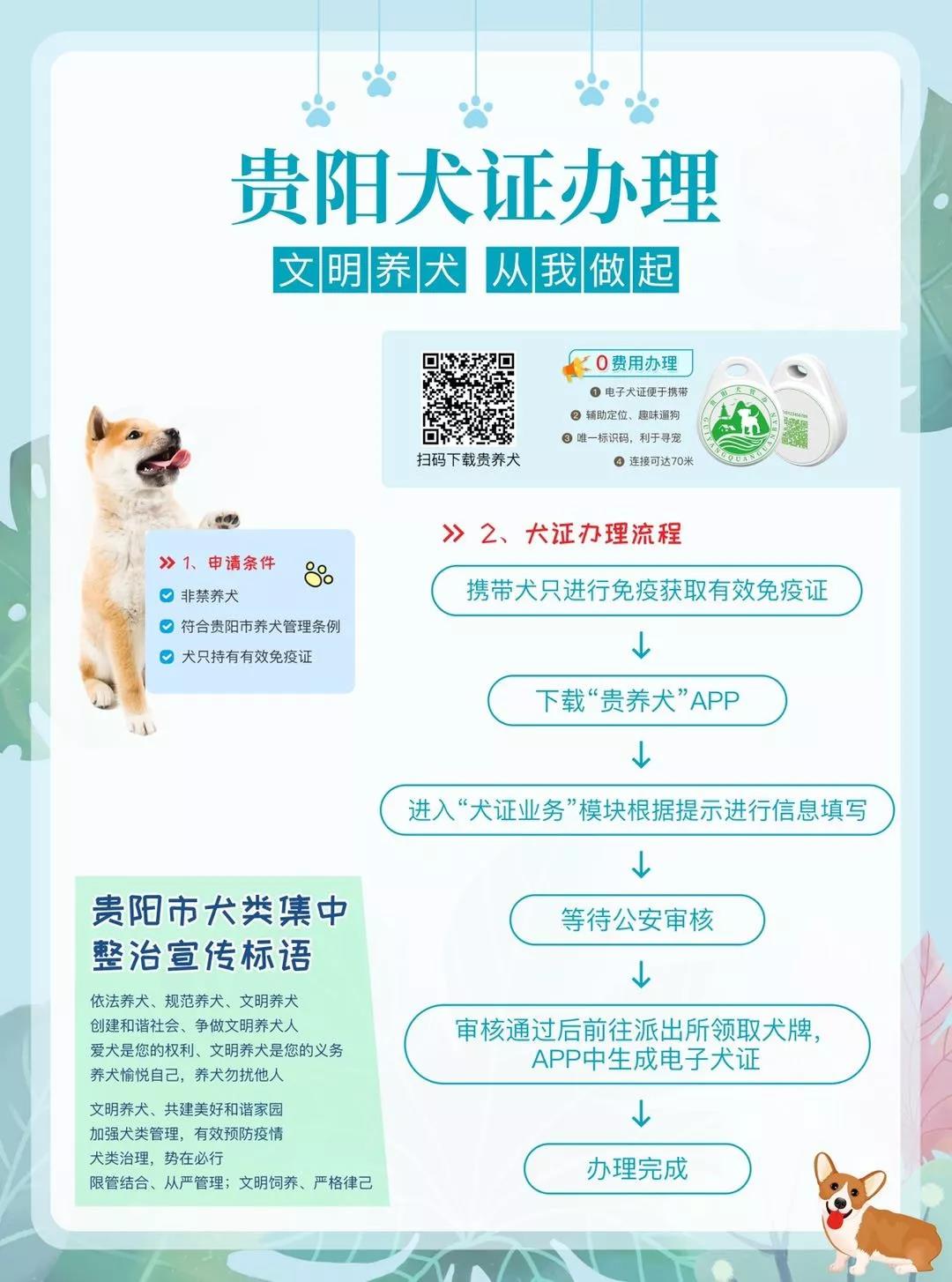 贵阳可给狗狗办“身份证”啦 还可通过APP寻狗！