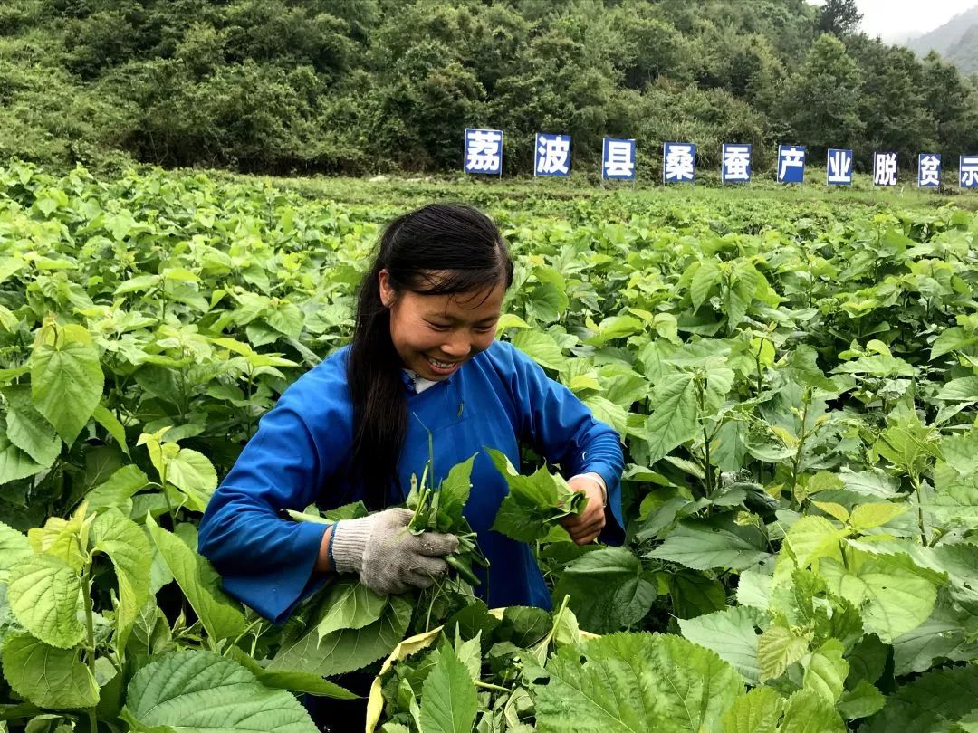 荔波茂兰镇：脱贫攻坚成效显著 聚力扶贫谱新篇