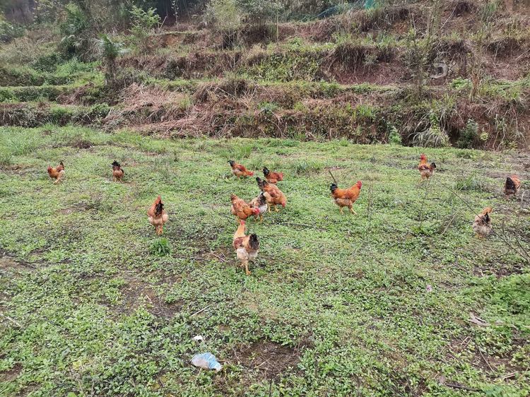 寻味贵州 | 贫困大学生养殖土鸡 打造大山深处的绿色生态美味