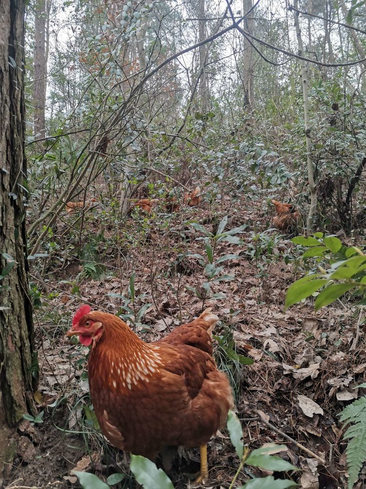 寻味贵州 | 贫困大学生养殖土鸡 打造大山深处的绿色生态美味