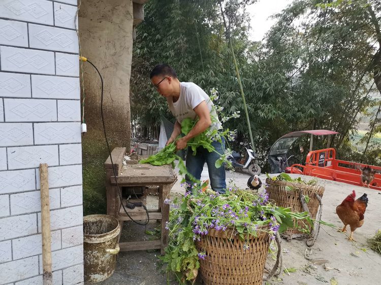 寻味贵州 | 贫困大学生养殖土鸡 打造大山深处的绿色生态美味