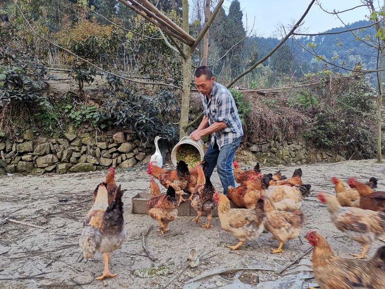 寻味贵州 | 贫困大学生养殖土鸡 打造大山深处的绿色生态美味