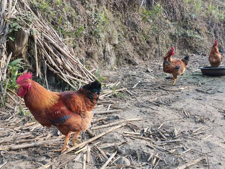 寻味贵州 | 贫困大学生养殖土鸡 打造大山深处的绿色生态美味