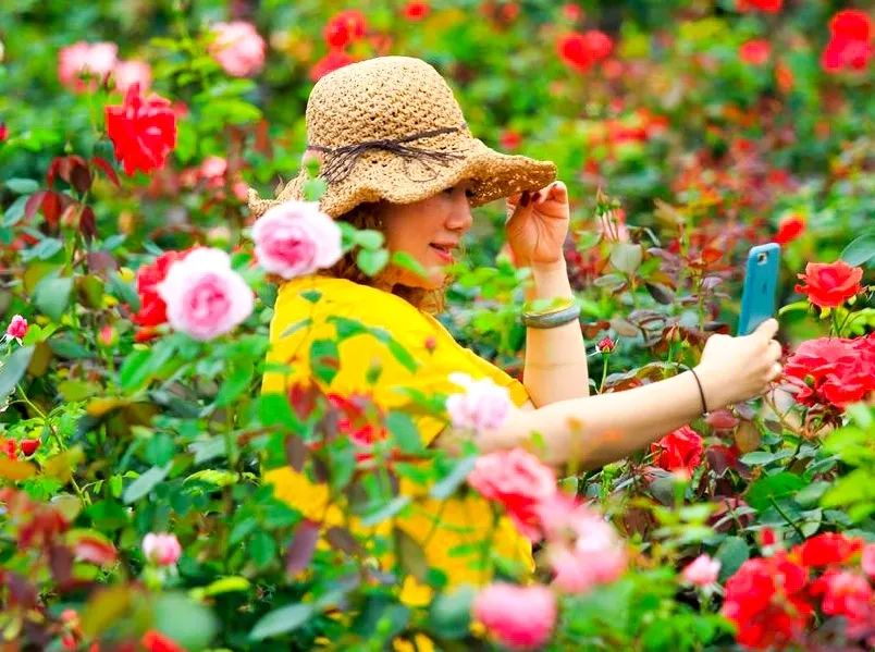 2024镇远第二届“花园郎洞·百万玫瑰”花海旅游季开幕在即！-10