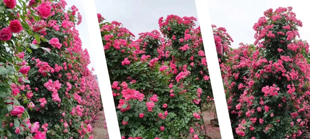2024镇远第二届“花园郎洞·百万玫瑰”花海旅游季开幕在即！-7